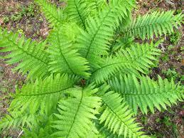 Cinnamon Ferns in Trade One Gallon Pots (0.67 gallons of soil)